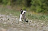 BOULEDOGUE FRANCAIS 393